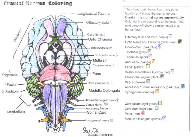 Cranial Nerves Coloring Answer Key