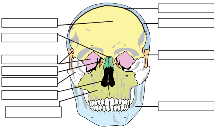 skull and bones patch