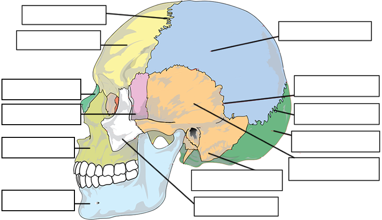 cranial bones unlabeled