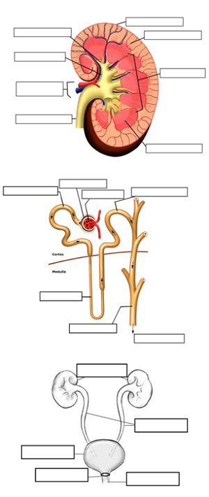 Urinary System Review Guide