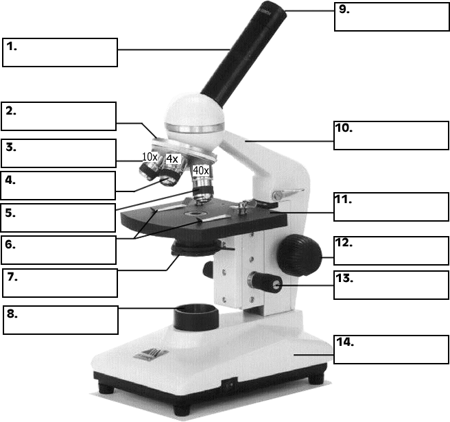 parts of a compound light microscope worksheet