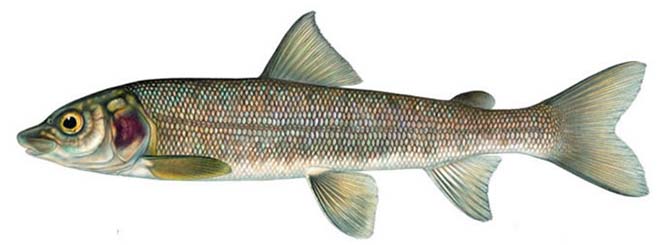 udig whitefish