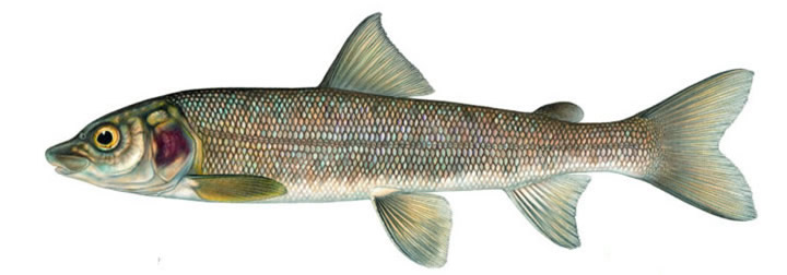 udig whitefish