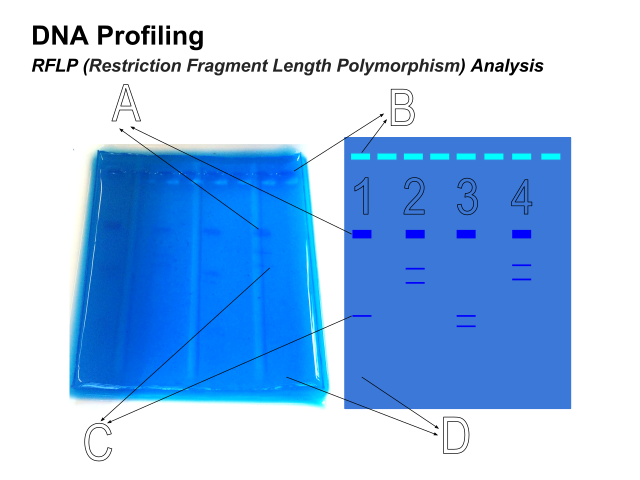 DNA profiling