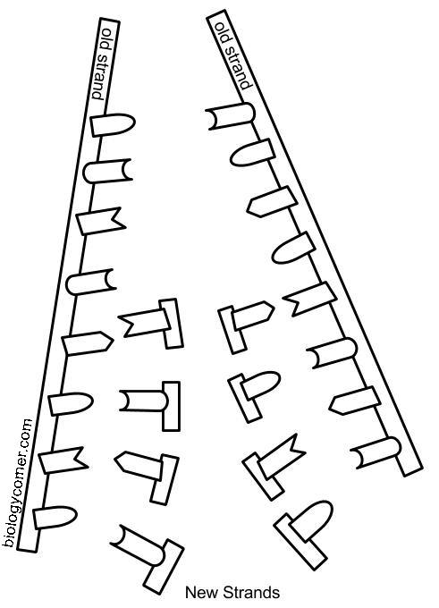 DNA The Double Helix Coloring Worksheet