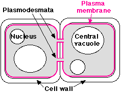 Cell Membrane Structure and Function