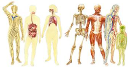 anatomy assignment presentation
