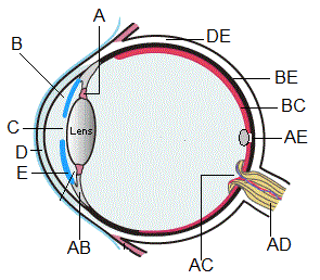 Review Guide on the Senses