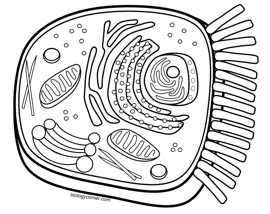 Animal Cell Coloring Sheet Answer Key – Coloring Page Free