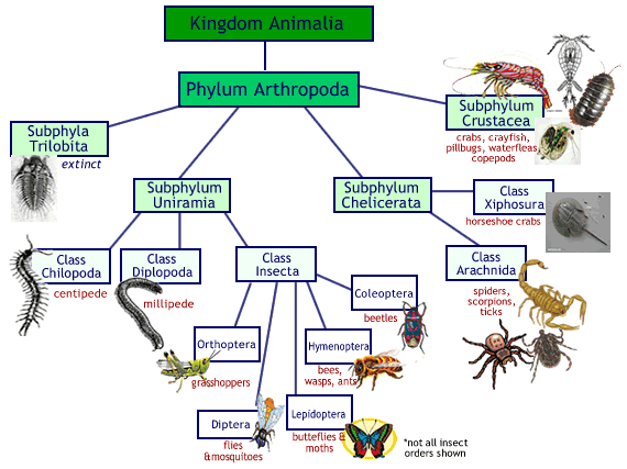 phylum arthropoda classes