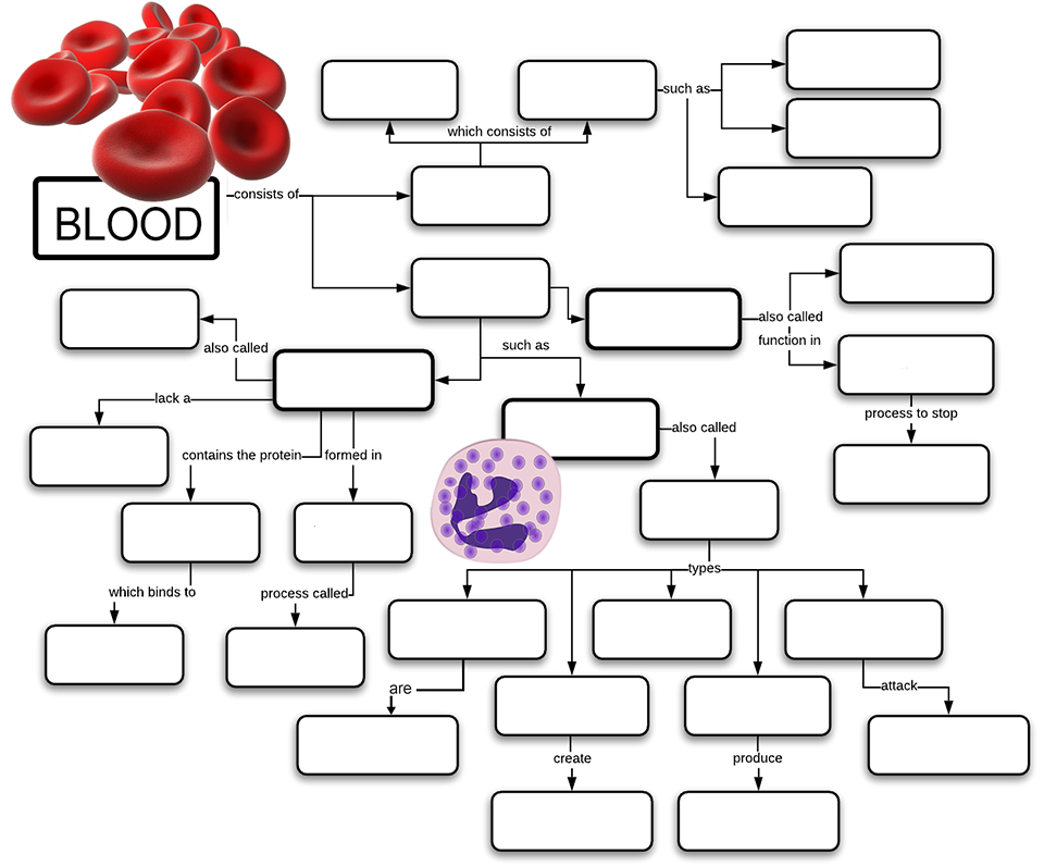 Blood Concept Map