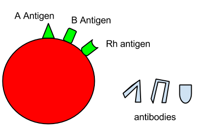 Blood Typing