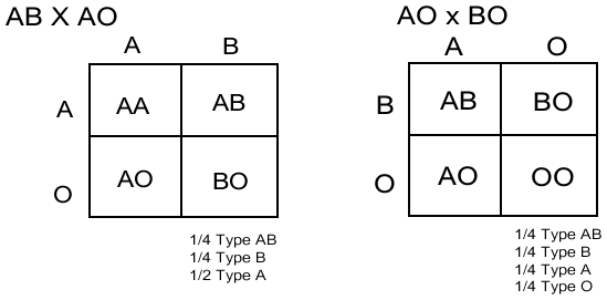 Dihybrid Punnett Square Blood Type Dihybrid Crosses Using A Punnett 