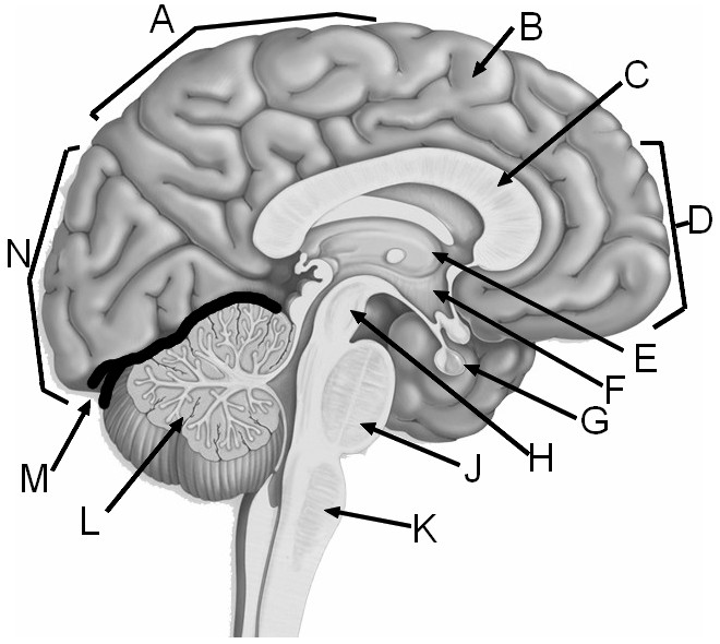 brain diagram without labels