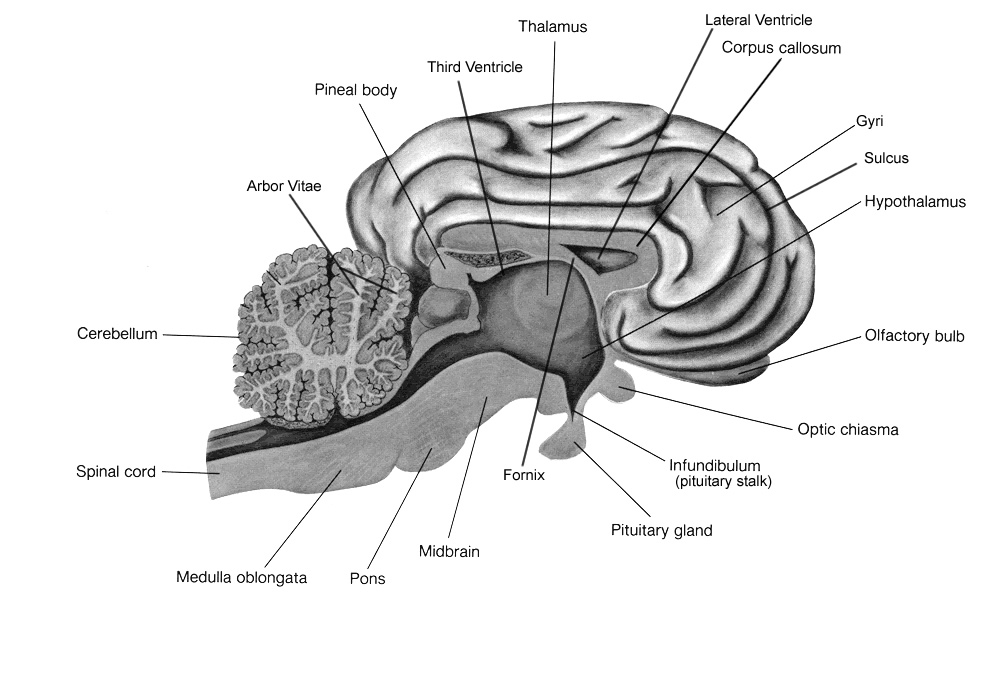 Draw a Diagram of the Side View of Human Brain and Label the Part Which  Suits the Following Functions Descriptions I It Lies Below and Behind  the Cerebrum It Consists of Three