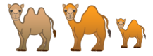 3 camels
