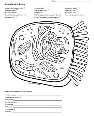 Download Animal Cell Coloring