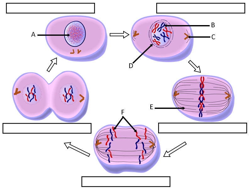 Cell Cycle Labeling Answer Key Pdf Semanario Worksheet For Student