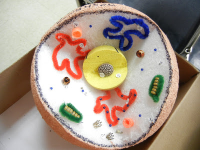 plant cell 3d model clay
