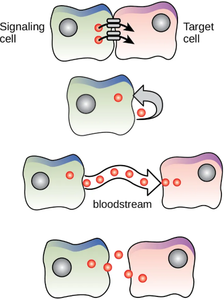 cell signaling