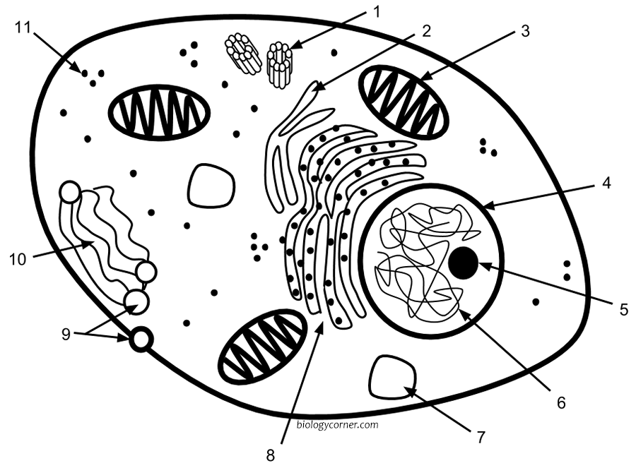 Label a Typical Animal Cell
