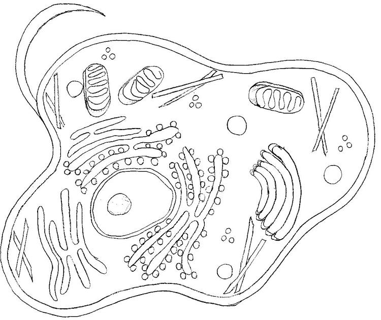 Carlos Beltran: animal cells diagram