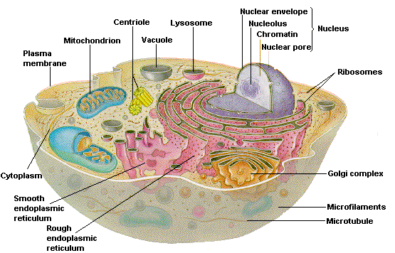 Plant and Animal Cells - Labeled Graphics