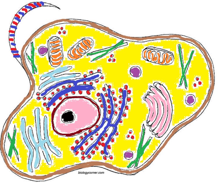 Animal Cell In Color