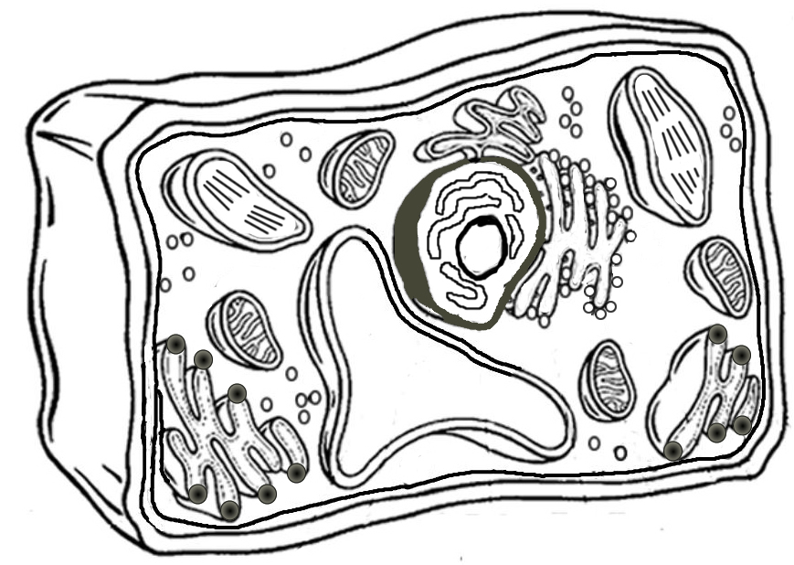 Coloring Pages Of A Plant Cell