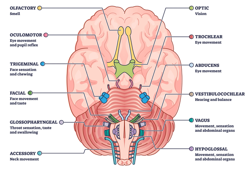 cranial nerves