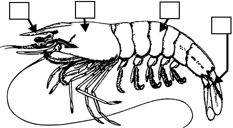 crayfish body