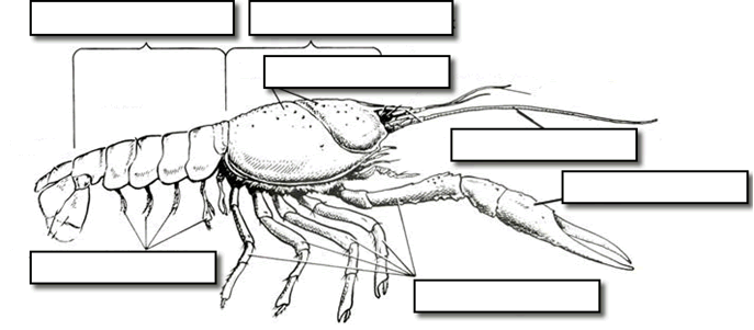 crayfish diagram no labels