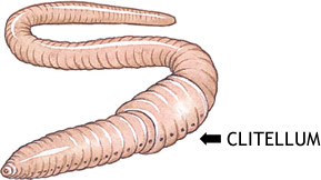 closed circulatory system earthworm