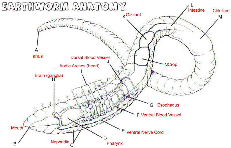 Segmented Worms - BIOLOGY 11