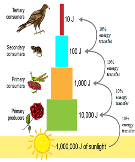 ecological pyramid