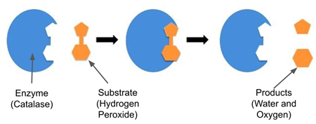 enzyme reaction