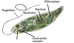 Plantlike Protists