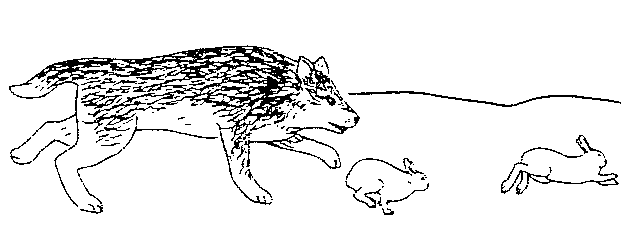 wolf and rabbits