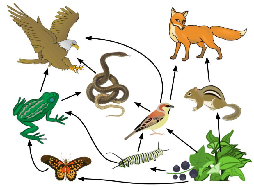 food chain with labels