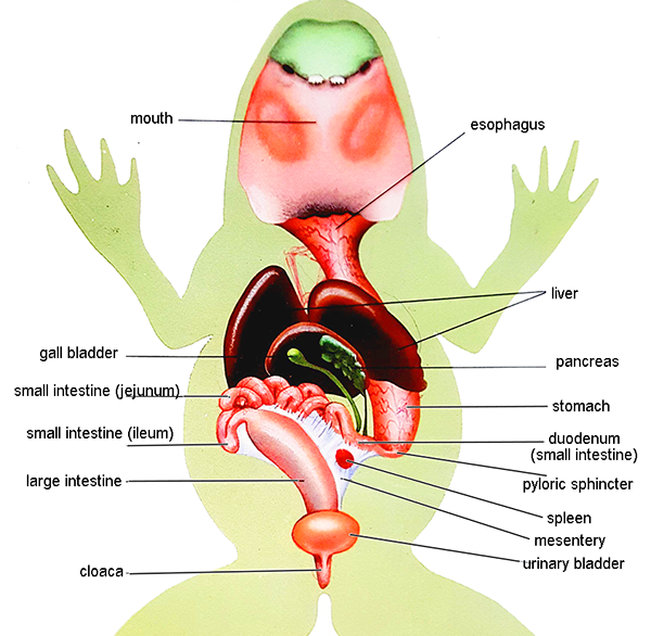anatomy of frog dissection labeled