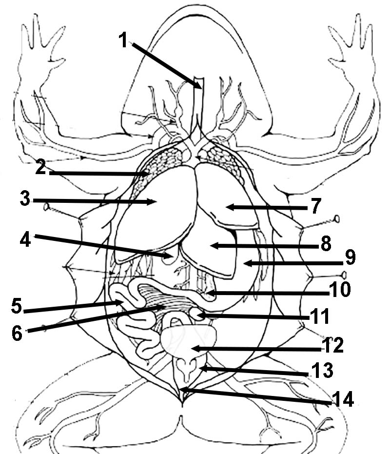 frog dissection coloring sheet