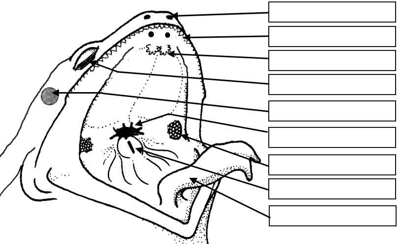 External frog diagram