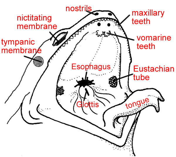 frog gallbladder diagram