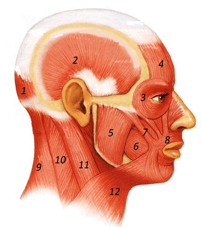 Head Muscle Anatomy