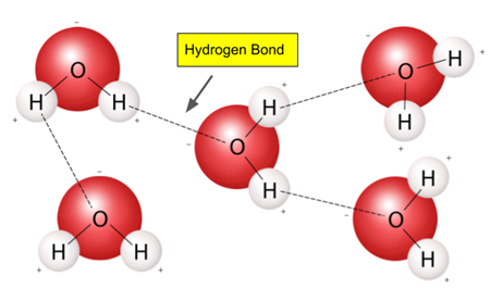 hydrogen bond