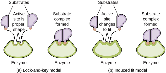 enzyme model