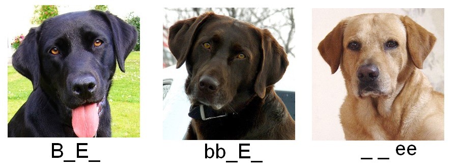Genetics of Labrador Retrievers