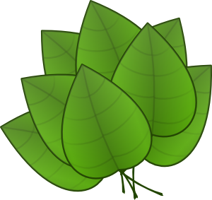 Leaf Transpiration Leaf Transpiration
