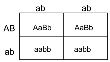 12.2 Gene Linkage