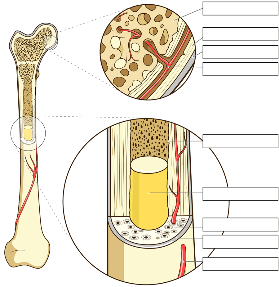 bone anatomy